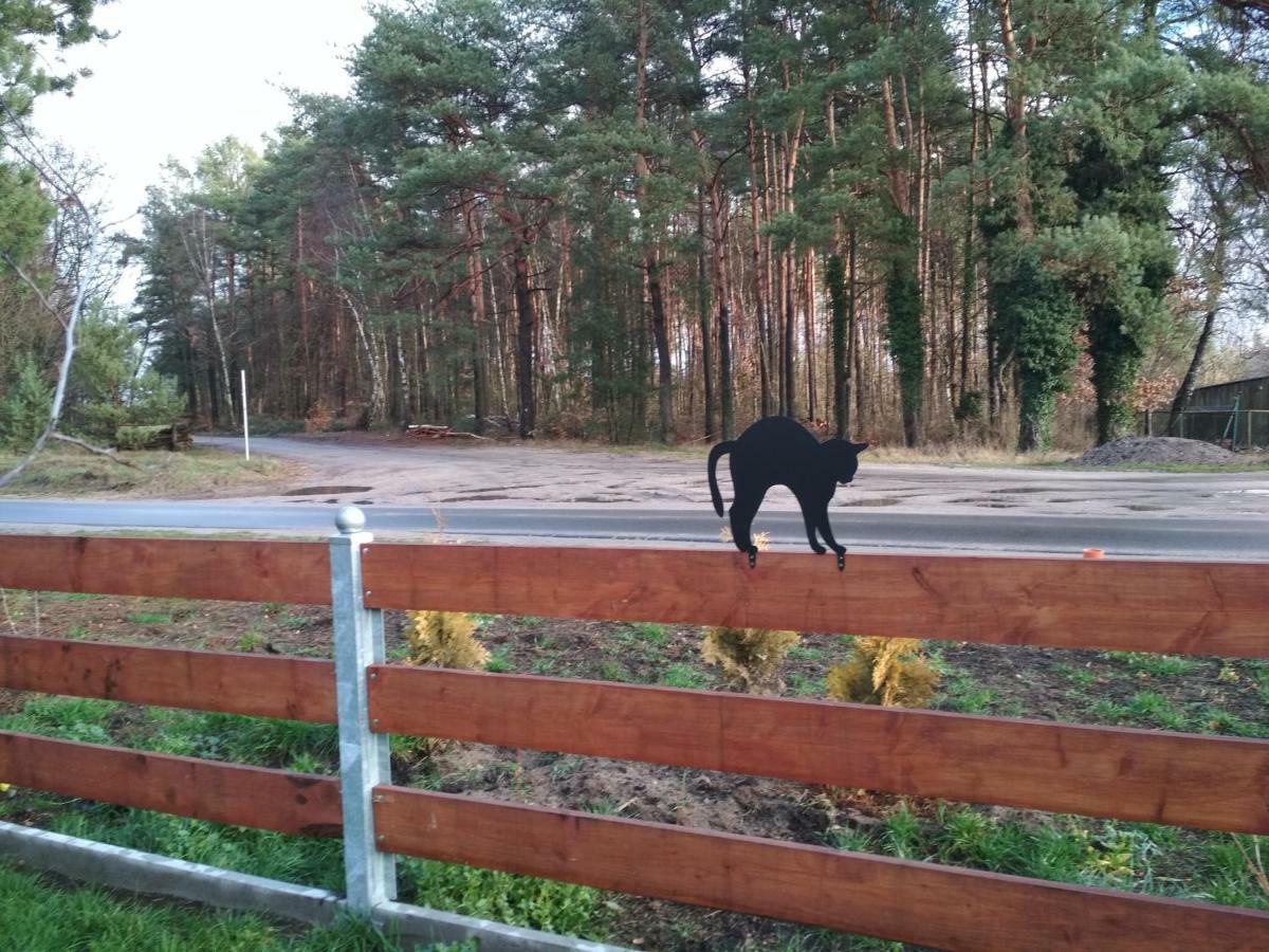 Koci Grzbiet Agroturystyka Dzierzazno Wielkie Bagian luar foto